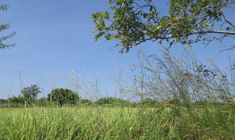 💟 ที่ดินเปล่า โครงการรมณีย์ เลค แลนด์ หนองจอก 💟 รูปที่ 2