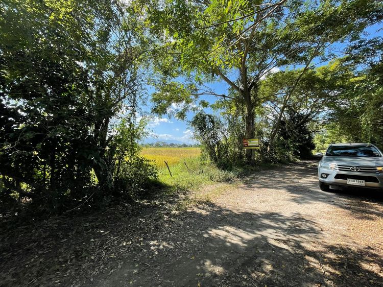 ใช่ 💖 ที่ดิน สันทราย ราคาพิเศษ! 💖