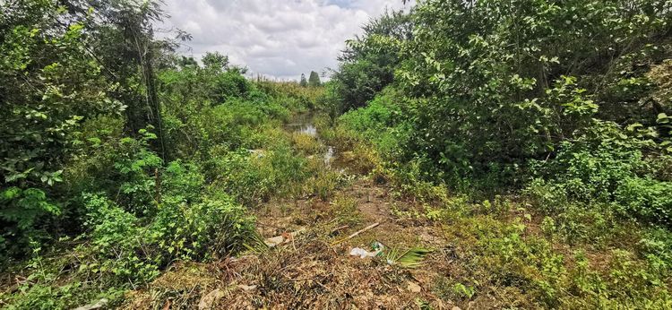 ใช่ 💖 ที่ดิน ท่าม่วง ราคาพิเศษ! 💖 รูปที่ 4