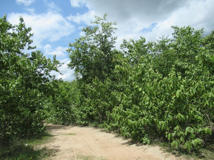 ใช่ 💖 ที่ดิน เมืองลำปาง ราคาพิเศษ! 💖 รูปที่ 4