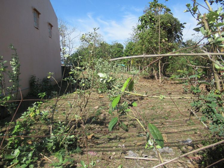 ใช่ 💖 ที่ดิน เถิน ราคาพิเศษ! 💖 รูปที่ 4