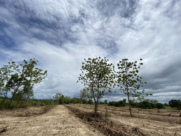 ใช่ 💖 ที่ดิน ป่าซาง ราคาพิเศษ! 💖 รูปที่ 4