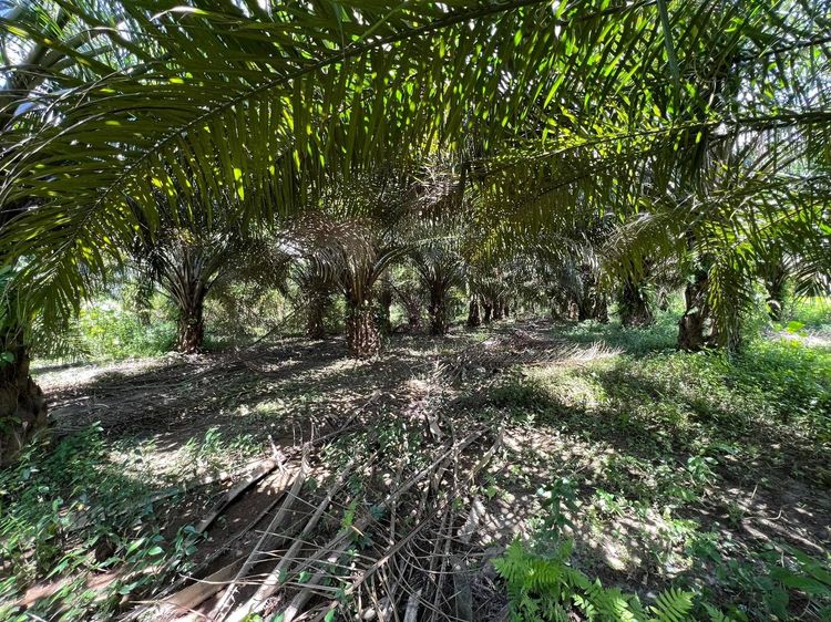 ใช่ 💖 ที่ดิน สิชล ราคาพิเศษ! 💖 รูปที่ 4