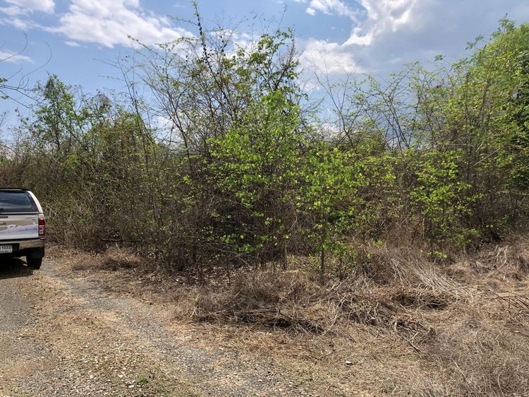 ใช่ 💖 ที่ดิน เมืองเพชรบูรณ์ ราคาพิเศษ! 💖 รูปที่ 3