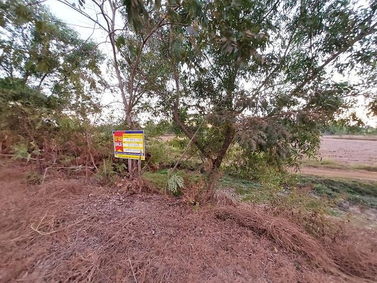 ใช่ 💖 ที่ดิน พรรณานิคม ราคาพิเศษ! 💖 รูปที่ 3