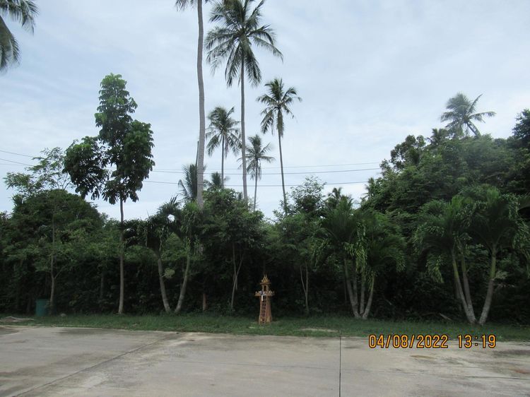 ใช่ 💖 ที่ดิน เกาะสมุย ราคาพิเศษ! 💖 รูปที่ 4