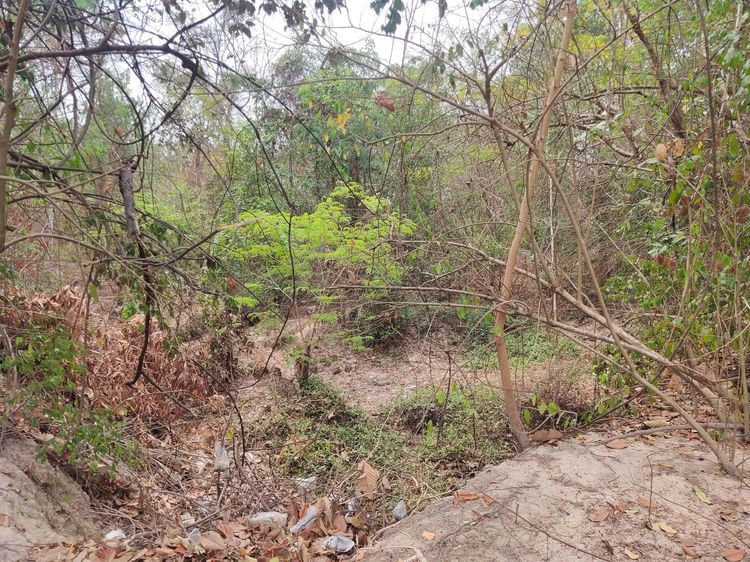 ใช่ 💖 ที่ดิน ม่วงสามสิบ ราคาพิเศษ! 💖 รูปที่ 4