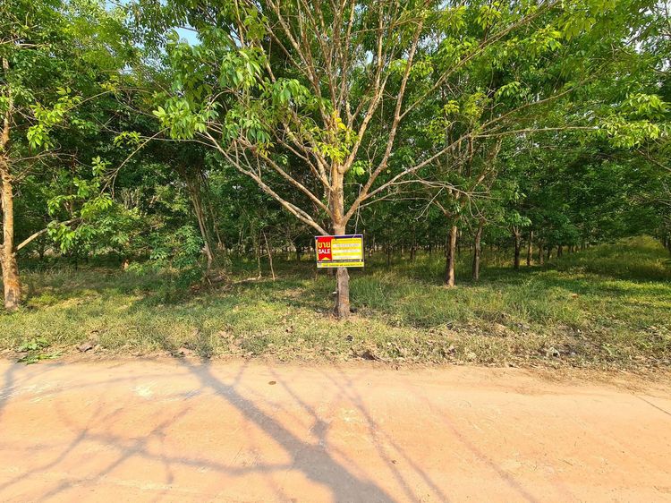 ใช่ 💖 ที่ดิน วังสะพุง ราคาพิเศษ! 💖 รูปที่ 2