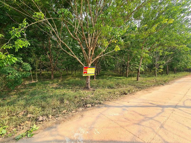 ใช่ 💖 ที่ดิน วังสะพุง ราคาพิเศษ! 💖