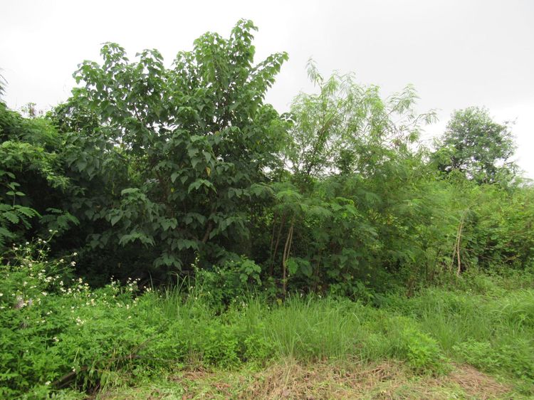 ใช่ 💖 ที่ดิน เมืองลำปาง ราคาพิเศษ! 💖 รูปที่ 4