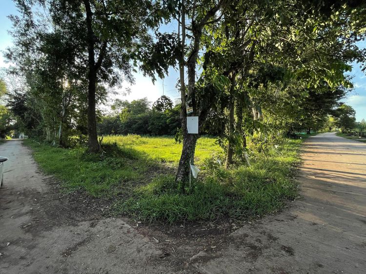 ใช่ 💖 ที่ดิน นากลาง ราคาพิเศษ! 💖 รูปที่ 2