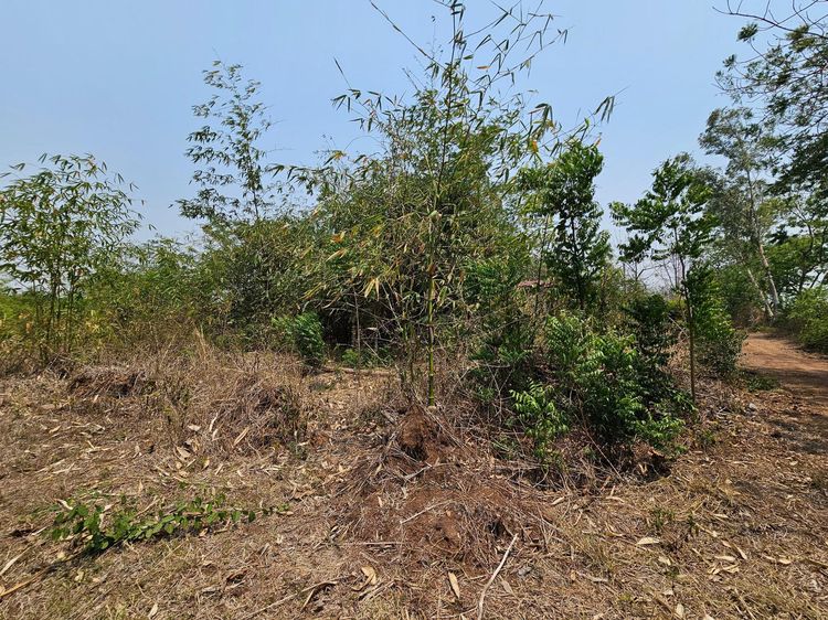 ใช่ 💖 ที่ดิน เมืองเพชรบูรณ์ ราคาพิเศษ! 💖 รูปที่ 4