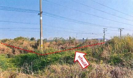 ใช่ 💖 ที่ดิน วังทอง ราคาพิเศษ! 💖 รูปที่ 2