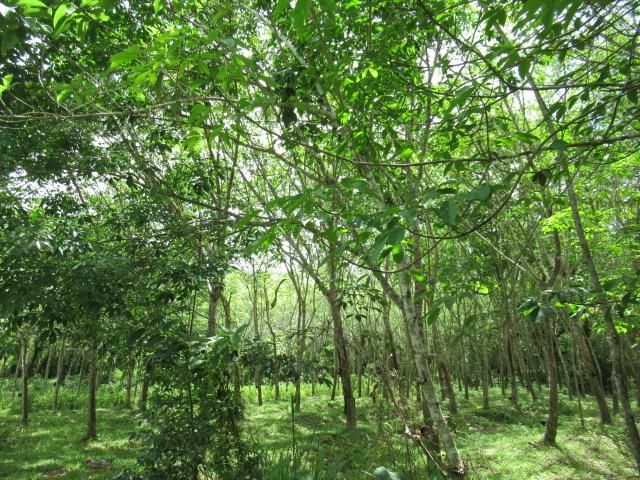 ใช่ 💖 ที่ดิน ปากพะยูน ราคาพิเศษ! 💖 รูปที่ 4