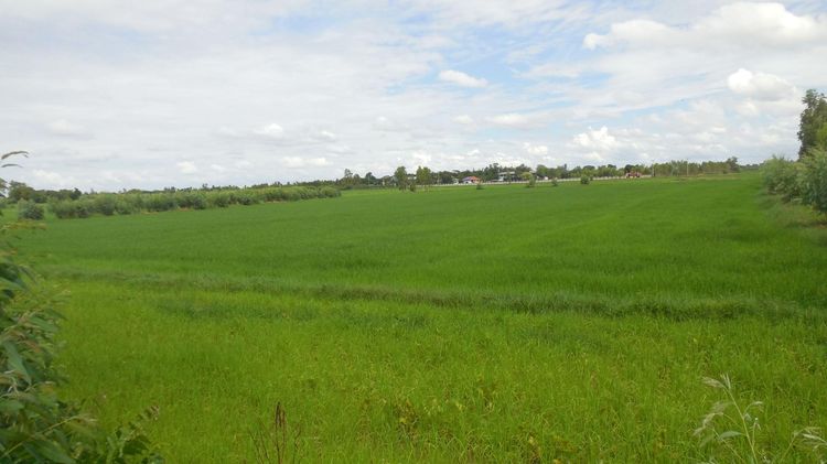 ใช่ 💖 ที่ดิน ชุมพลบุรี ราคาพิเศษ! 💖 รูปที่ 3