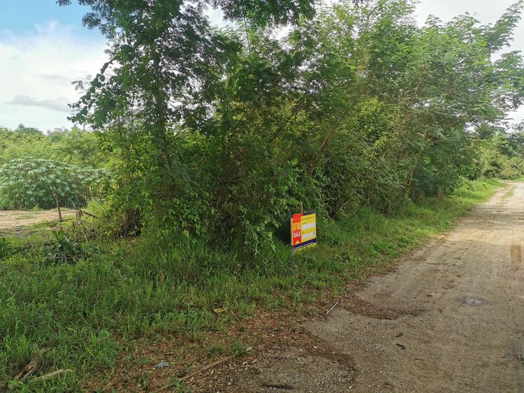 ใช่ 💖 ที่ดิน ดอยหล่อ ราคาพิเศษ! 💖 รูปที่ 4