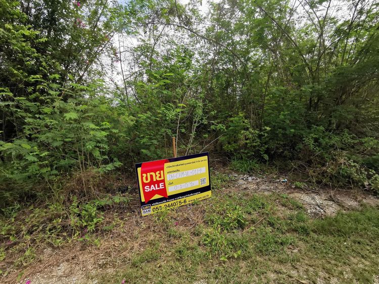 ใช่ 💖 ที่ดิน ดอยหล่อ ราคาพิเศษ! 💖 รูปที่ 4