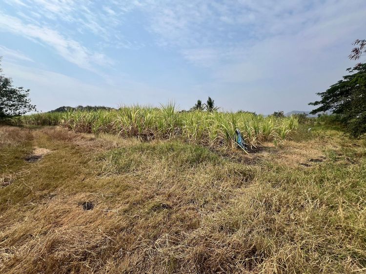 ใช่ 💖 ที่ดิน ชัยบาดาล ราคาพิเศษ! 💖 รูปที่ 4