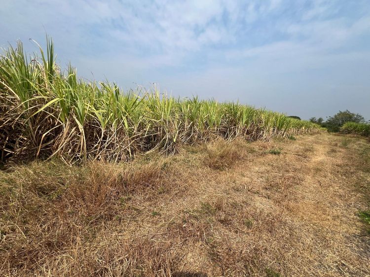 ใช่ 💖 ที่ดิน ชัยบาดาล ราคาพิเศษ! 💖 รูปที่ 3