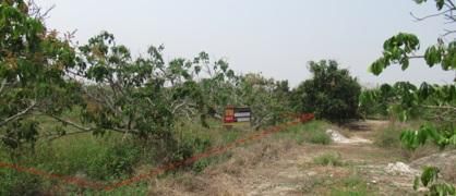 ใช่ 💖 ที่ดิน เมืองลำพูน ราคาพิเศษ! 💖 รูปที่ 4