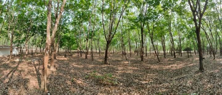 ใช่ 💖 ที่ดิน บ้านแพง ราคาพิเศษ! 💖 รูปที่ 2