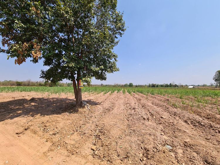 ใช่ 💖 ที่ดิน น้ำพอง ราคาพิเศษ! 💖 รูปที่ 4