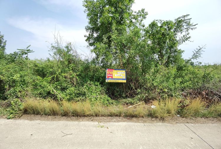 ใช่ 💖 ที่ดิน วังน้อย ราคาพิเศษ! 💖 รูปที่ 2