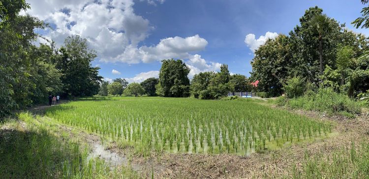 ใช่ 💖 ที่ดิน หางดง ราคาพิเศษ! 💖 รูปที่ 3