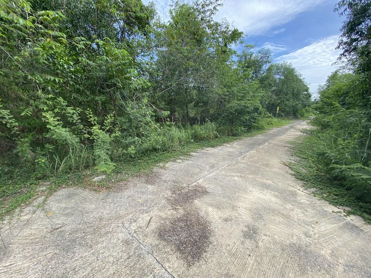 ใช่ 💖 ที่ดิน บ้านนา ราคาพิเศษ! 💖 รูปที่ 3