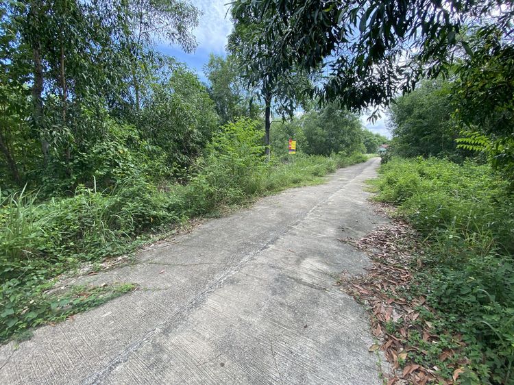 ใช่ 💖 ที่ดิน บ้านนา ราคาพิเศษ! 💖 รูปที่ 3