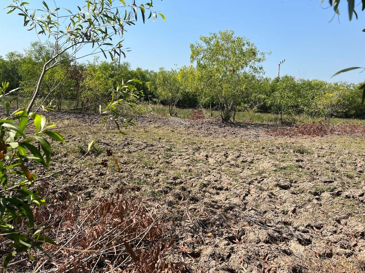 ใช่ 💖 ที่ดิน องครักษ์ ราคาพิเศษ! 💖 รูปที่ 4