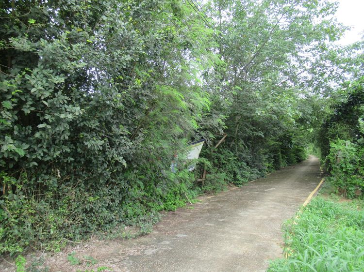 ใช่ 💖 ที่ดิน เมืองลำปาง ราคาพิเศษ! 💖 รูปที่ 2