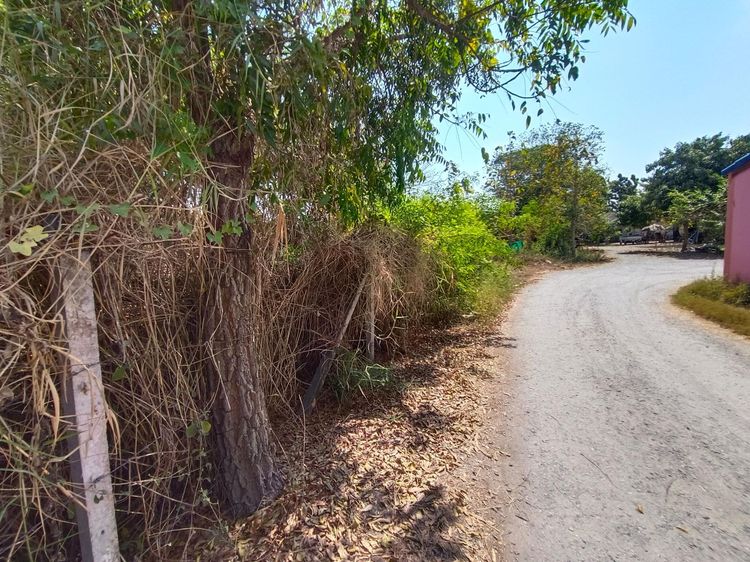 ใช่ 💖 ที่ดิน ดอนเจดีย์ ราคาพิเศษ! 💖 รูปที่ 4