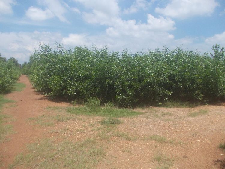 ใช่ 💖 ที่ดิน ราชสาส์น ราคาพิเศษ! 💖 รูปที่ 2