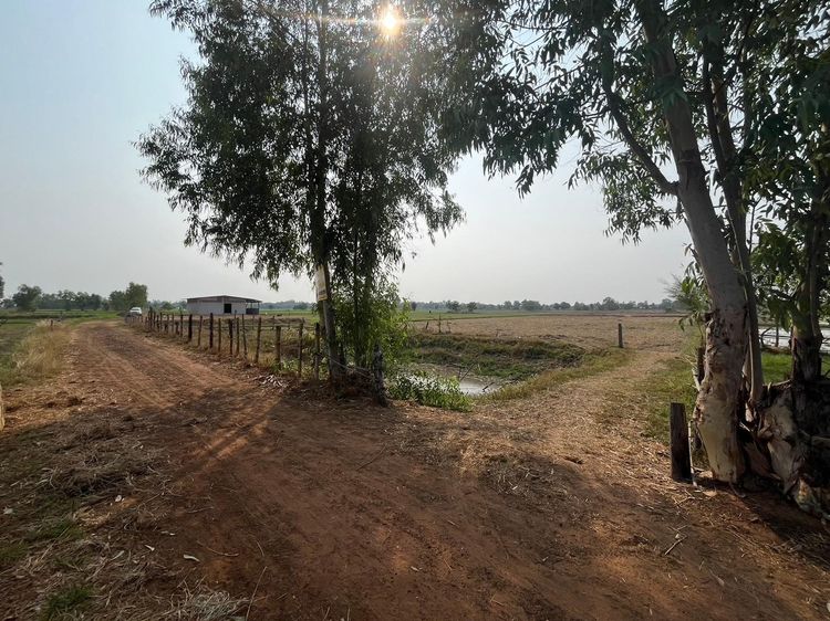 ใช่ 💖 ที่ดิน กันทรวิชัย ราคาพิเศษ! 💖 รูปที่ 3