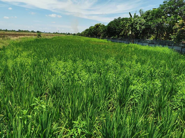 ใช่ 💖 ที่ดิน ลาดหลุมแก้ว ราคาพิเศษ! 💖 รูปที่ 2