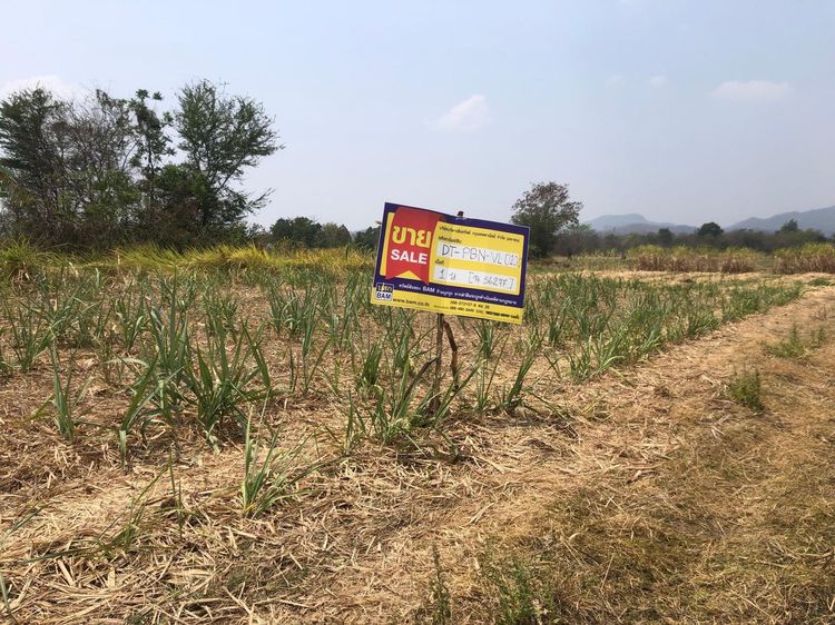 💖 ที่ดิน หนองไผ่ ราคาพิเศษ! 💖