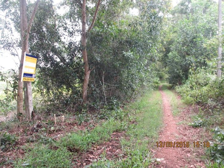 ใช่ 💖 ที่ดิน จะนะ ราคาพิเศษ! 💖 รูปที่ 2