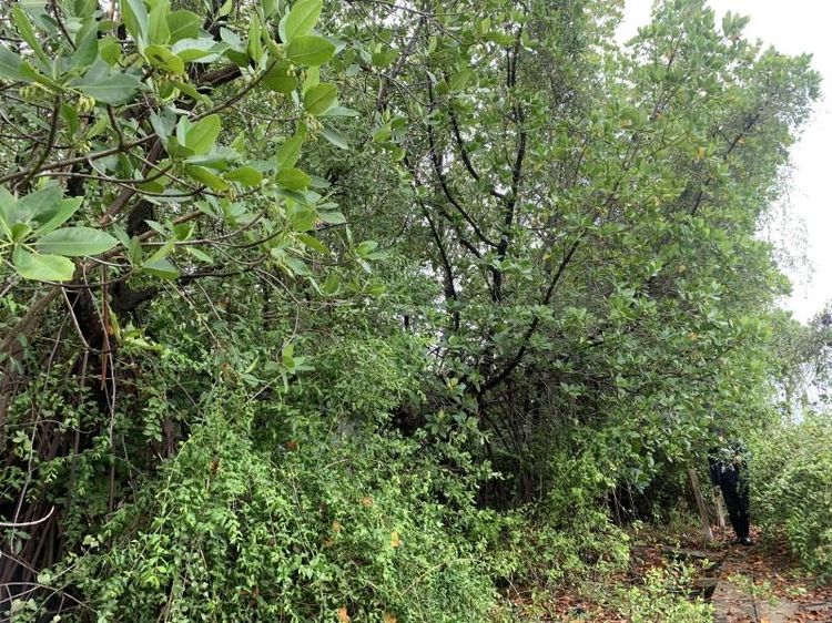 ใช่ 💖 ที่ดิน บางขุนเทียน ราคาพิเศษ! 💖 รูปที่ 4