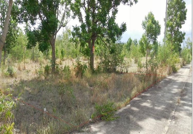 ใช่ 💖 ที่ดิน ชุมแพ ราคาพิเศษ! 💖 รูปที่ 2