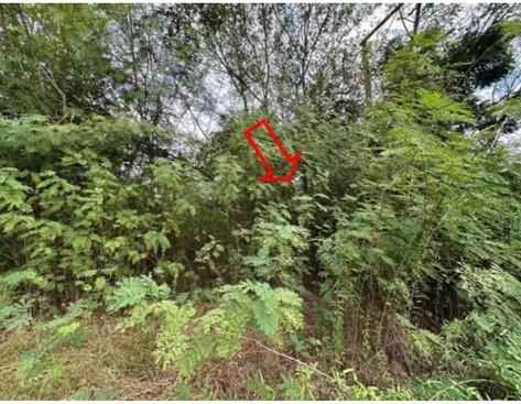 ใช่ 💖 ที่ดิน กิ่งอำเภอโคกโพธิ์ไชย ราคาพิเศษ! 💖 รูปที่ 4