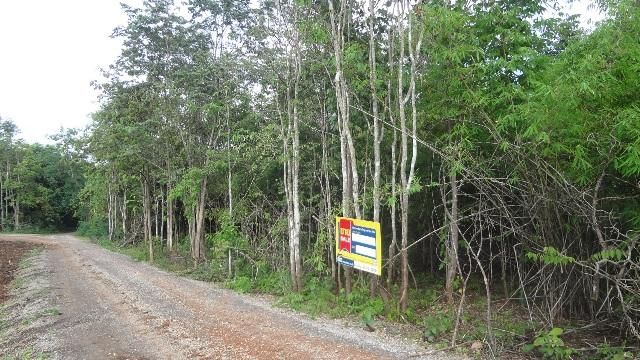 💖 ที่ดิน ห้างฉัตร ราคาพิเศษ! 💖