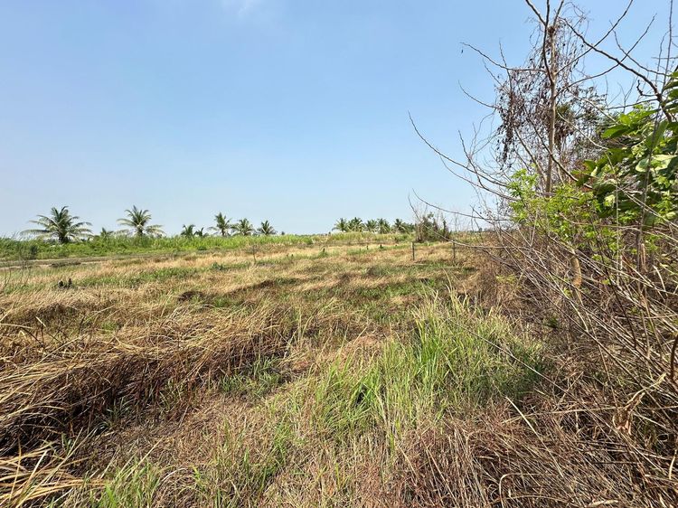 ใช่ 💖 ที่ดิน องครักษ์ ราคาพิเศษ! 💖 รูปที่ 4