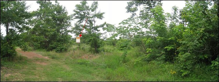 ใช่ 💖 ที่ดิน โชคชัย ราคาพิเศษ! 💖 รูปที่ 4