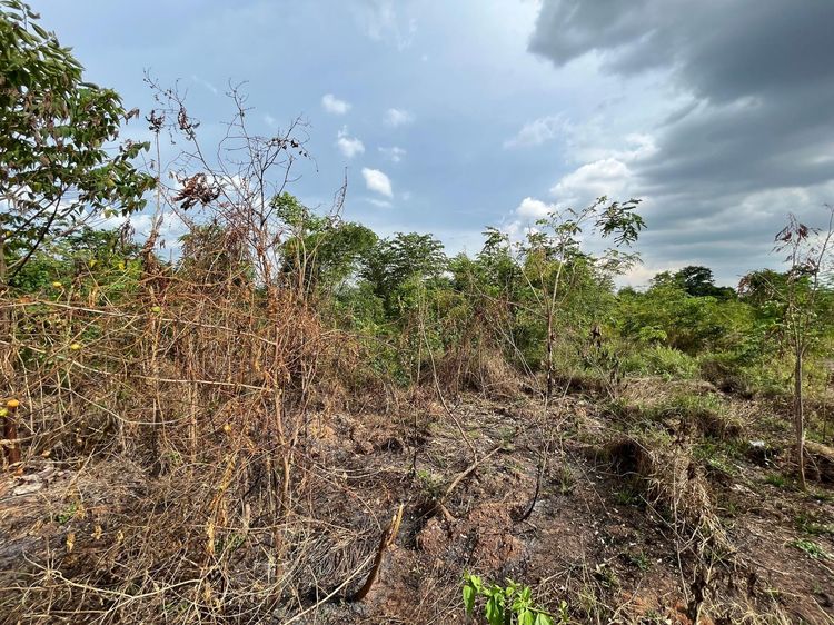 ใช่ 💖 ที่ดิน โชคชัย ราคาพิเศษ! 💖 รูปที่ 4