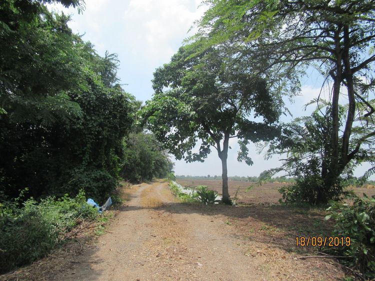 ใช่ 💖 ที่ดิน หนองเสือ ราคาพิเศษ! 💖 รูปที่ 3