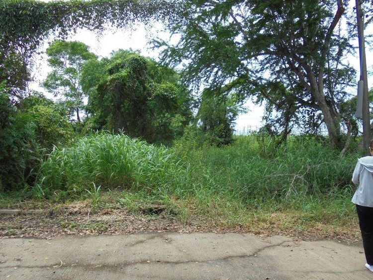 💖 ที่ดิน ธัญบุรี ราคาพิเศษ! 💖