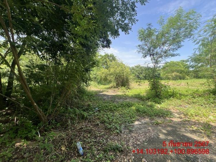 ใช่ 💖 ที่ดิน หนองเสือ ราคาพิเศษ! 💖 รูปที่ 2