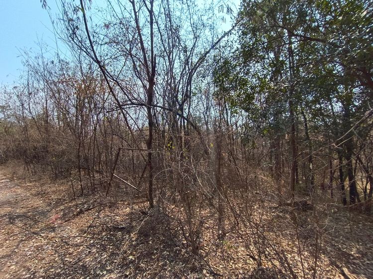 ใช่ 💖 ที่ดิน อู่ทอง ราคาพิเศษ! 💖 รูปที่ 4