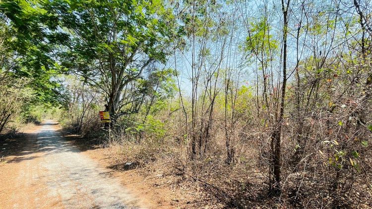 ใช่ 💖 ที่ดิน ภาชี ราคาพิเศษ! 💖 รูปที่ 2